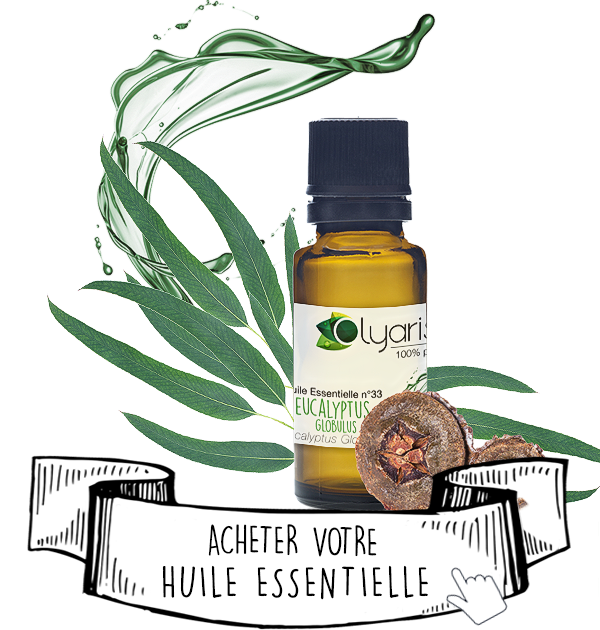 Huile Essentielle d’Eucalyptus Globulus: le Guide Complet par Olyaris